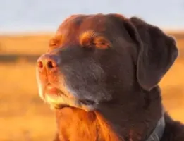 Team CDC Team 41 logo